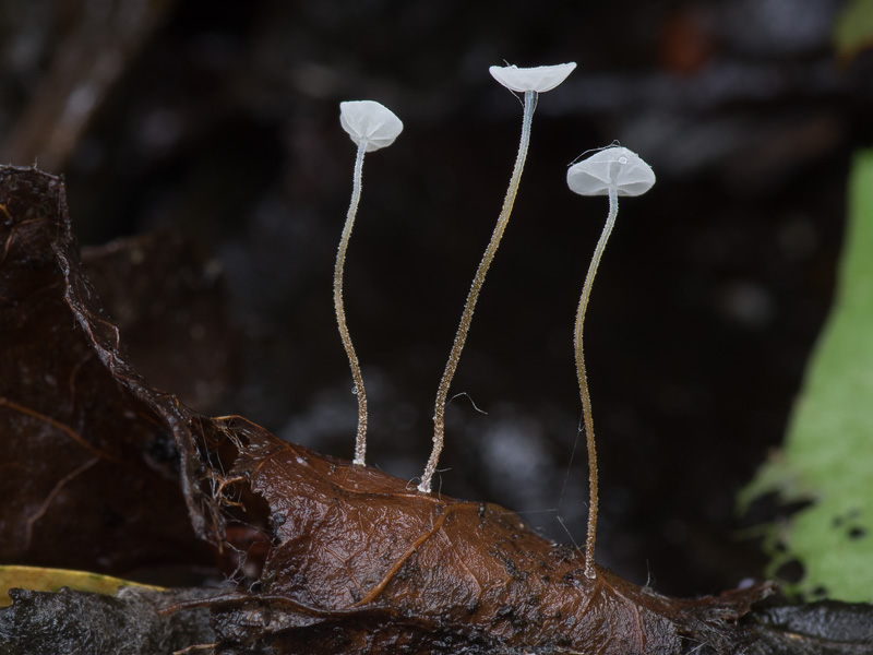 Marasmius epiphylloides